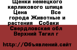 Щенки немецкого карликового шпица › Цена ­ 20 000 - Все города Животные и растения » Собаки   . Свердловская обл.,Верхний Тагил г.